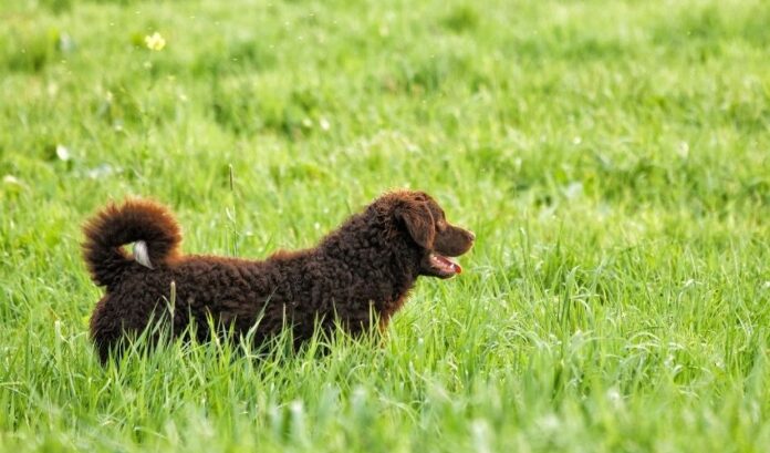 컬리 코티드 리트리버(Curly Coated Retriever) 개는 왜 까다로운 식견을 갖고 있으며, 이를 효과적으로 다루는 방법은 무엇입니까?

